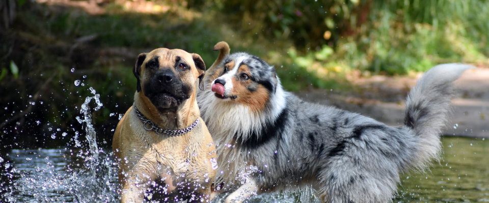 Dog Trainings Center - Hundepension Nicole Boucsein - Altes Forsthaus
